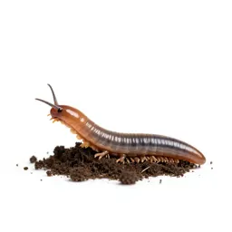 Earthworm in soil