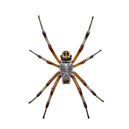 Orb weaver on its web