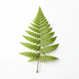 Fern fossil in shale