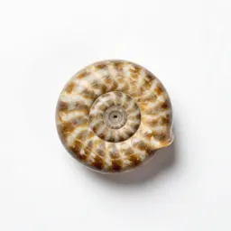 Fossilised ammonite