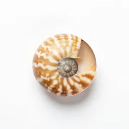 Nautilus shell