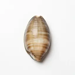 Paua shell