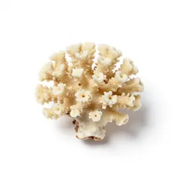 Piece of coral