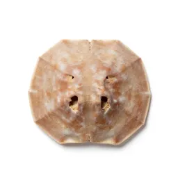 Sand dollar