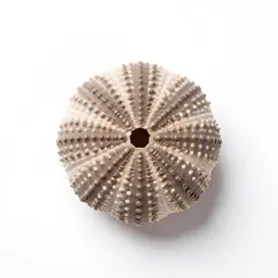 Sea urchin shell