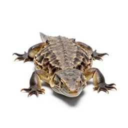 Reptile hide