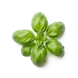 Basil plant