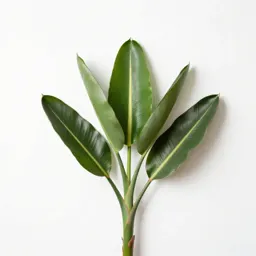 Bird of paradise plant