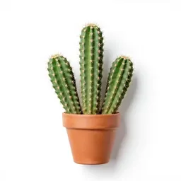 Cactus cluster in terracotta