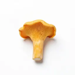 Chanterelle mushroom