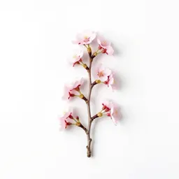 Cherry blossom branch