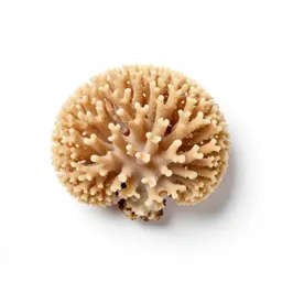 Coral fungus