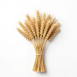 Dried wheat bundle