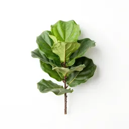 Fiddle leaf fig