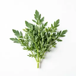 Flax bush