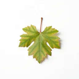 Grape vine cutting