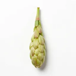 Hop flower cone
