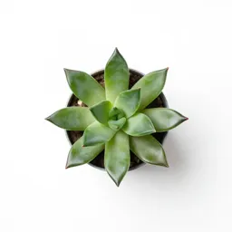 Jade plant