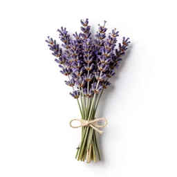 Lavender bunch tied with twine