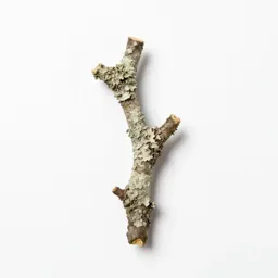 Lichen-covered twig