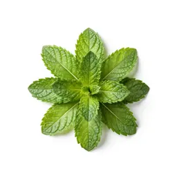 Mint cutting in water