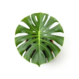 Monstera deliciosa in a pot