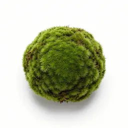 Moss ball
