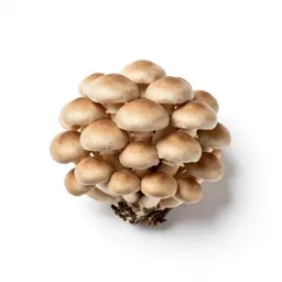 Mushroom cluster on bark