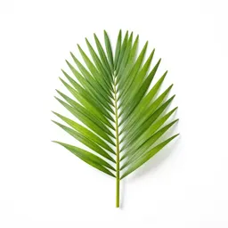 Nikau palm frond