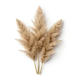 Pampas grass plume