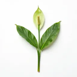 Peace lily in bloom