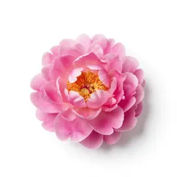 Peony in full bloom