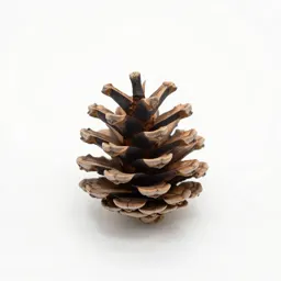 Pine cone