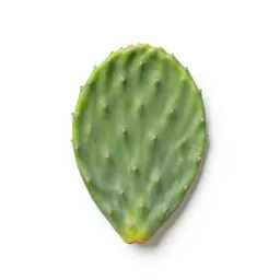 Prickly pear pad