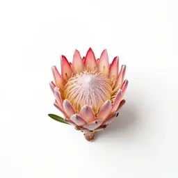 Protea flower