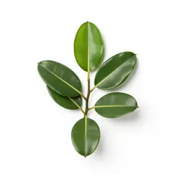 Rubber plant