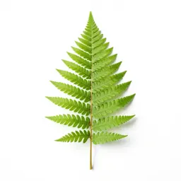 Silver fern frond