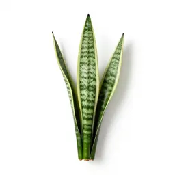Snake plant