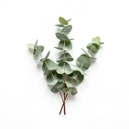 Sprig of eucalyptus