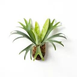 Staghorn fern mounted