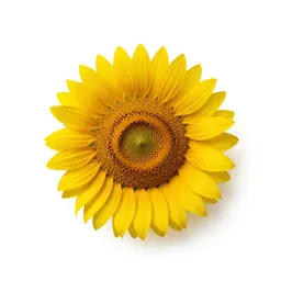 Sunflower head