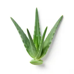 Aloe vera rosette