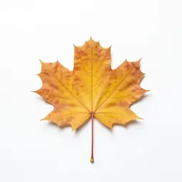 Autumn maple branch