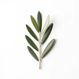 Olive branch