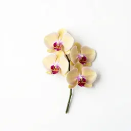 Orchid with arching stems