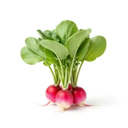 Bunch of radishes with tops