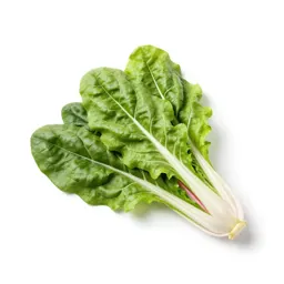 Bunch of rainbow chard