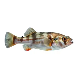 Barreleye fish