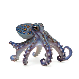 Blue-ringed octopus
