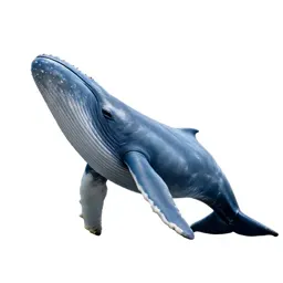 Blue whale